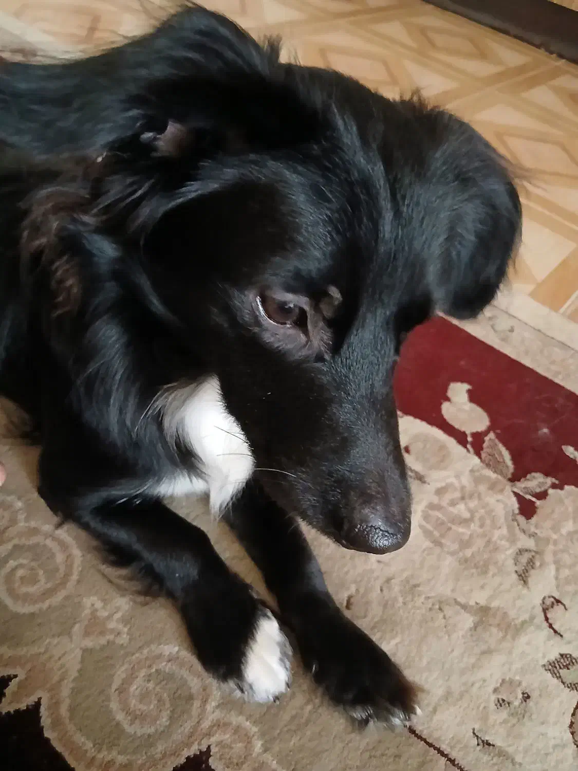 واگزاری رایگان|سگ|رشت, رودباری|دیوار