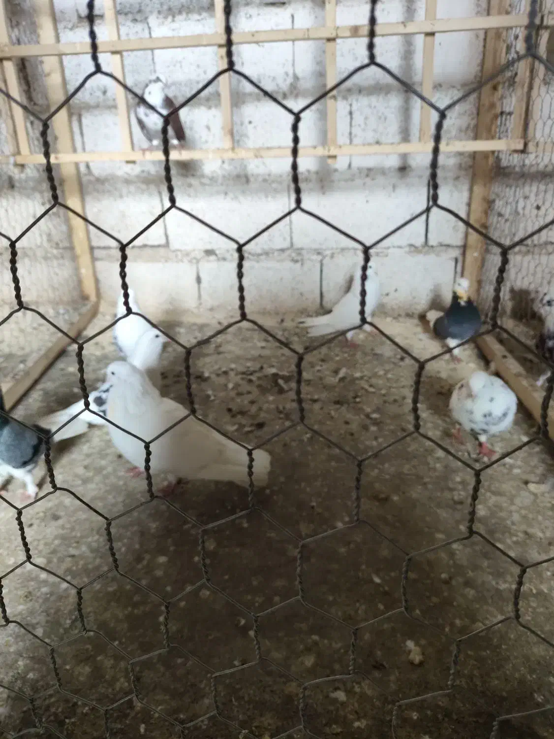 لانه سگ و تعدادی کبوتر|پرنده|رشت, حومه رشت|دیوار