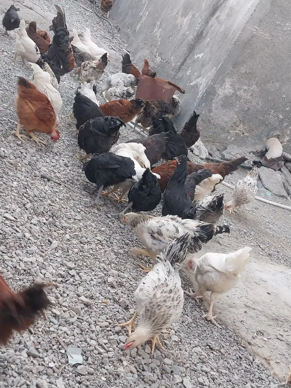 مرغ محلی|حیوانات مزرعه|منوجان, |دیوار