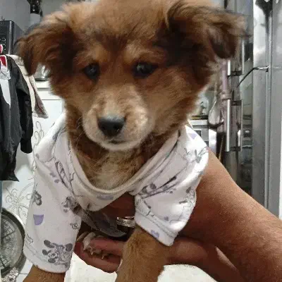 سگ اشپیتزماده با توله|سگ|مشهد, موعود|دیوار