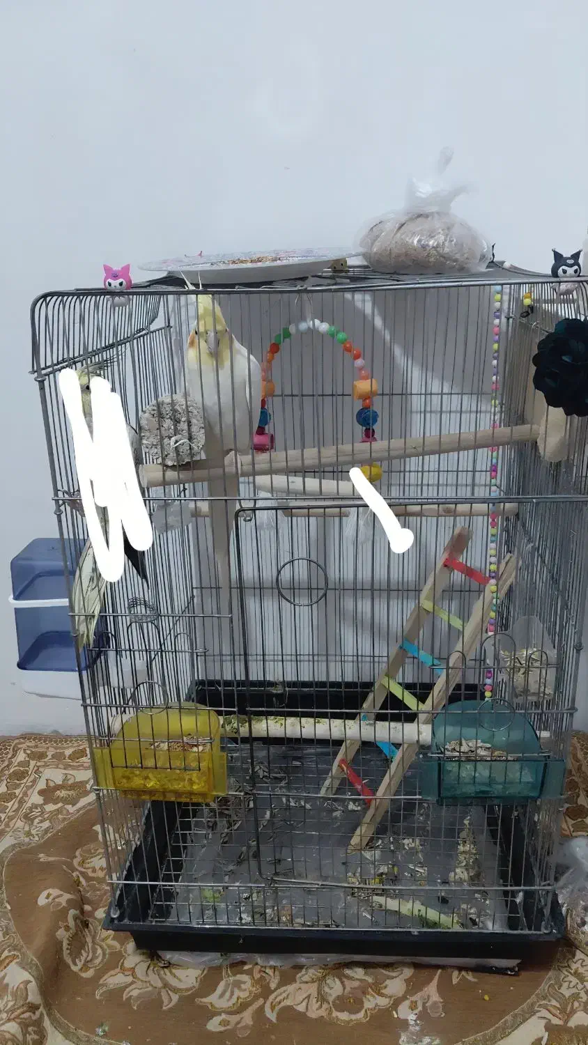 گمشده|حیوانات|سنندج, |دیوار