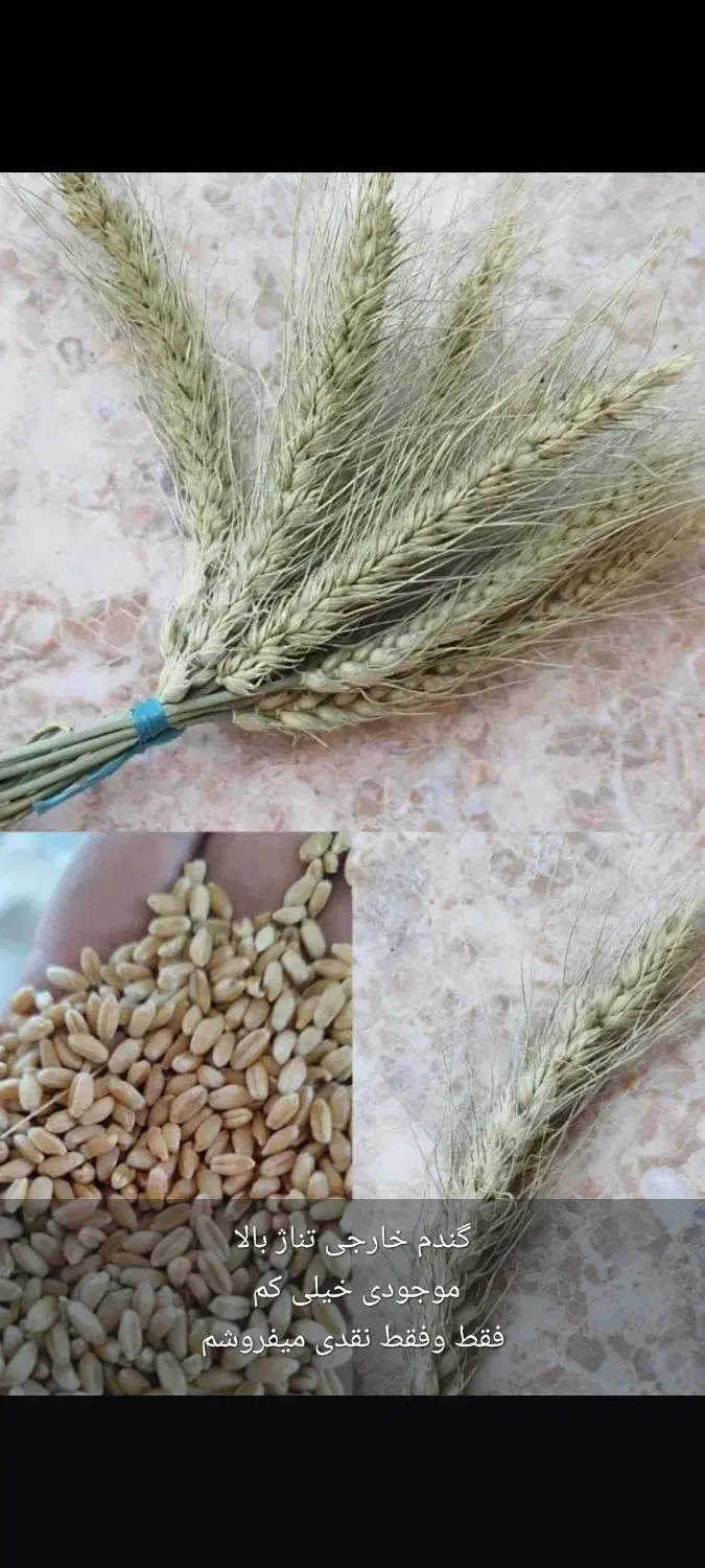گندم خارجی|خدمات باغبانی و درختکاری|اهواز, اهواز|دیوار