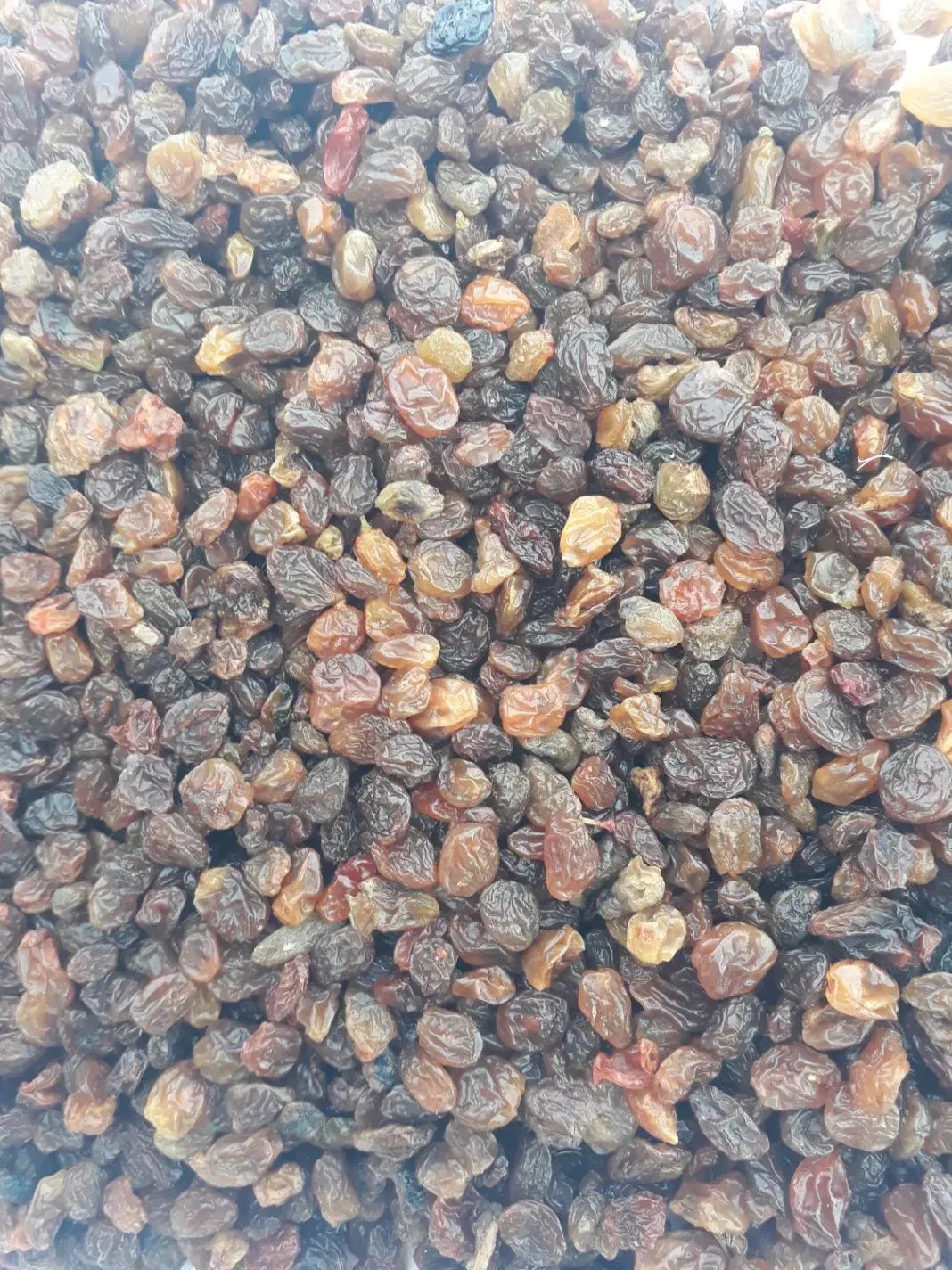 کشمش ممتاز|خوردنی و آشامیدنی|کرمانشاه, |دیوار