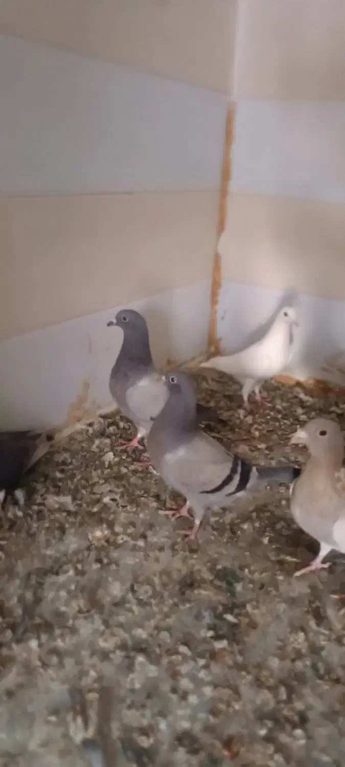 جفت شهری و جفت سبز با جوجه و یه جفت مخلف|پرنده|کازرون, |دیوار