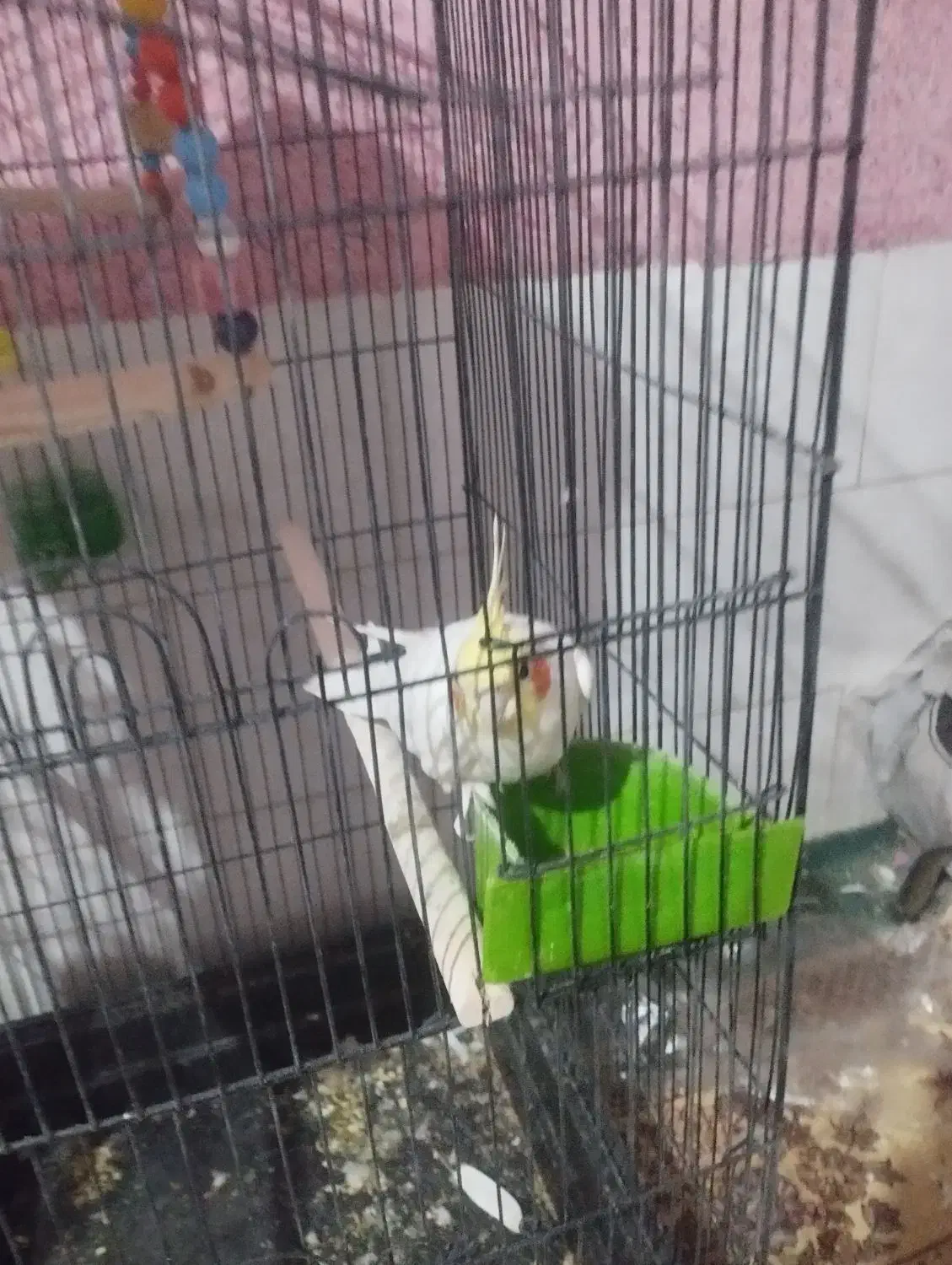 عروس هلندی نر لوتینو|پرنده|بافق, |دیوار