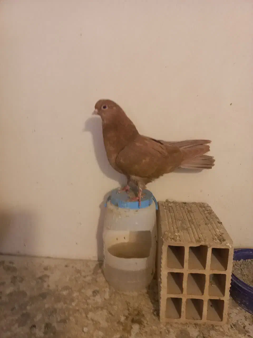 کفتر|پرنده|مشکین‌دشت, |دیوار