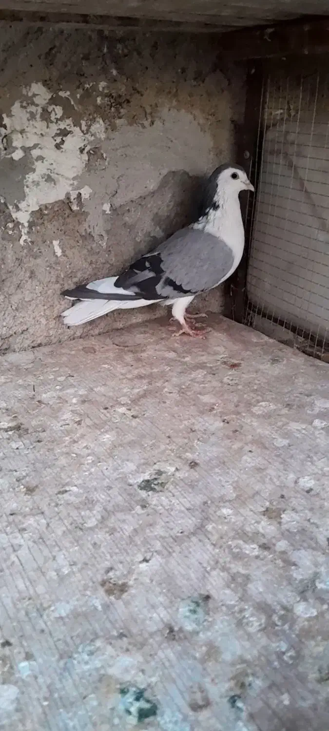 دمگیر یا بدرنگ دستگردی سینه باز|پرنده|مبارکه, |دیوار