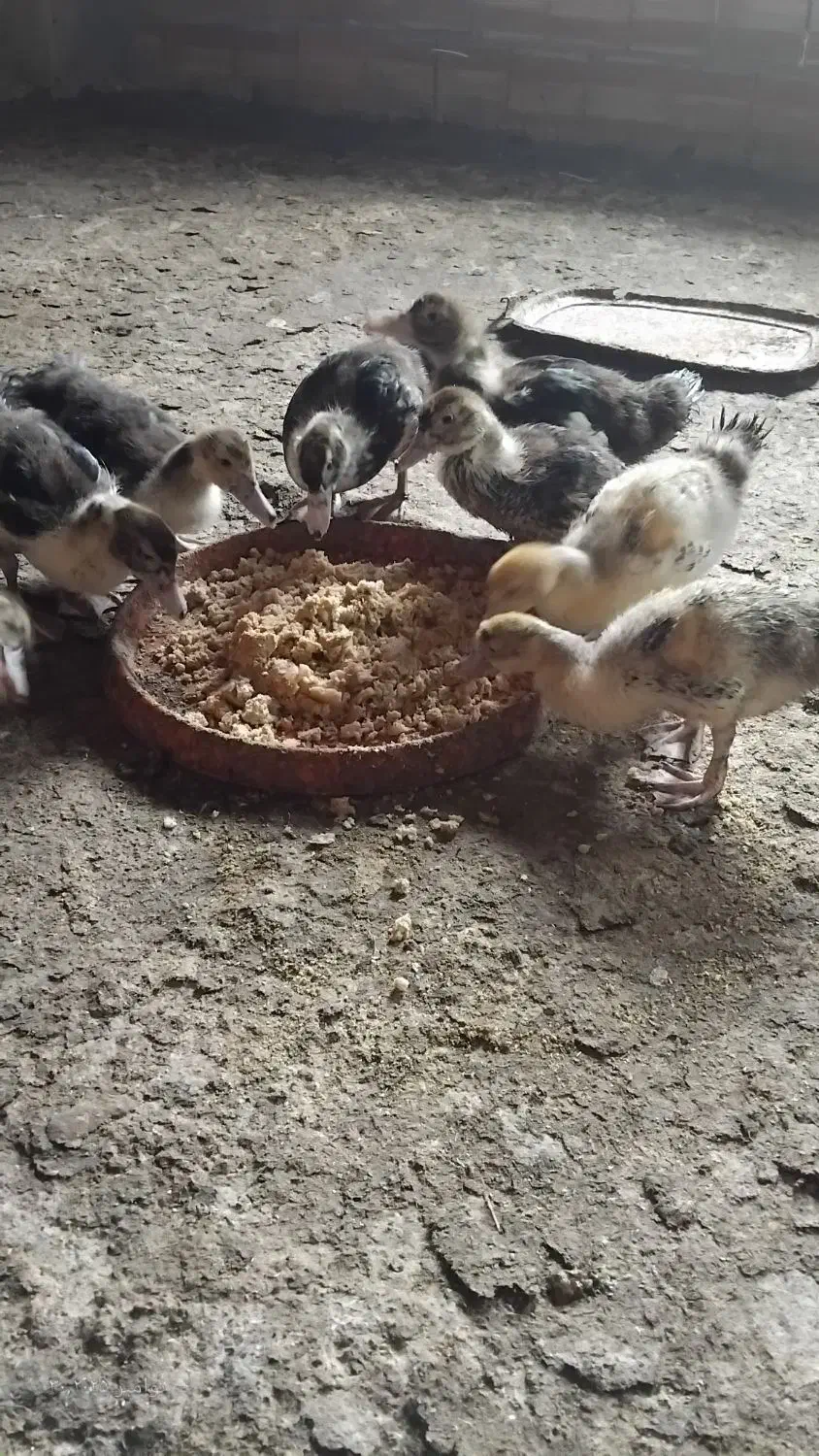 فروش اردک اسرائیلی ۲ماهه|حیوانات مزرعه|لوندویل, |دیوار