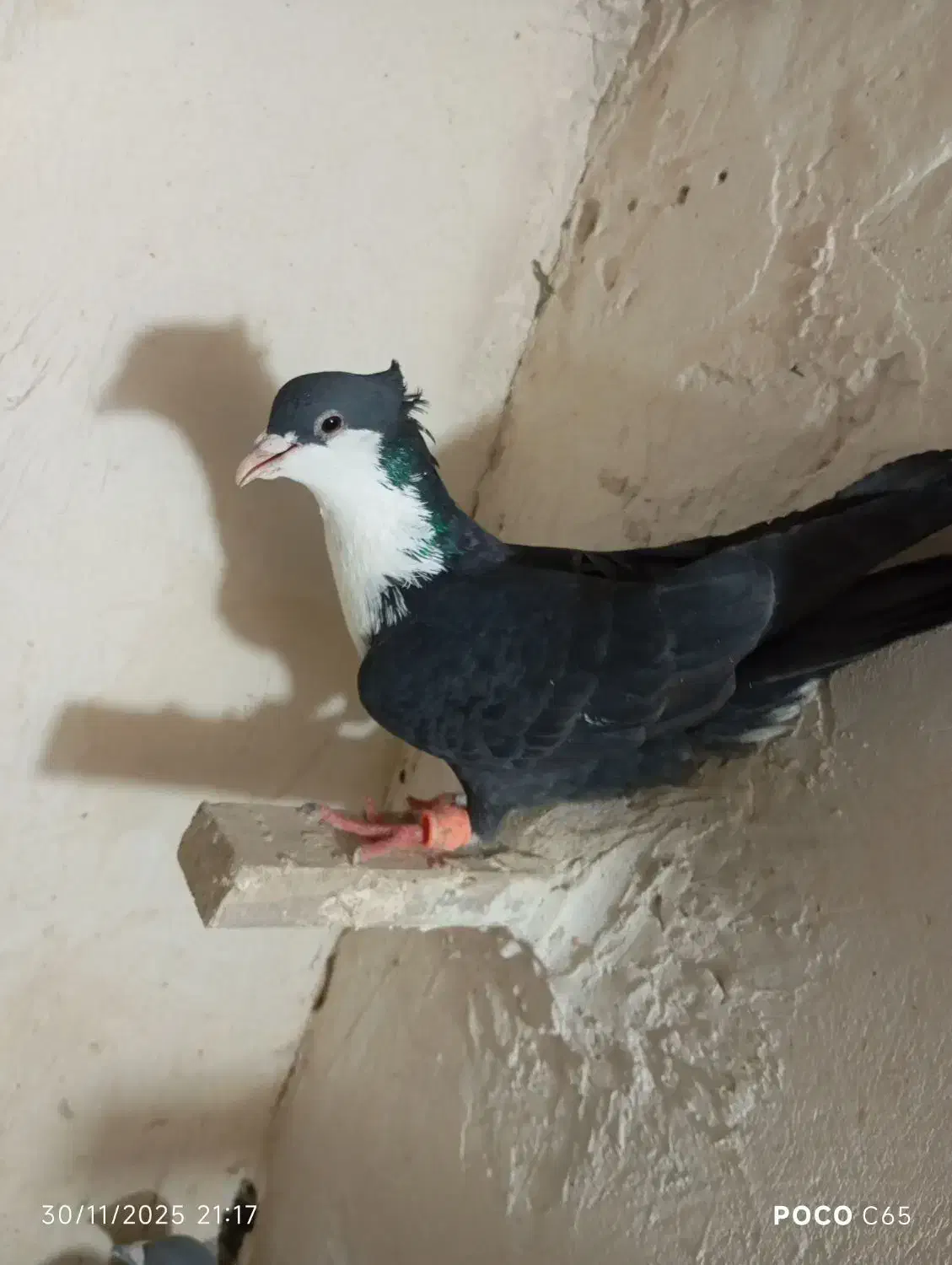 ریش سیاه نر|پرنده|خاش, |دیوار