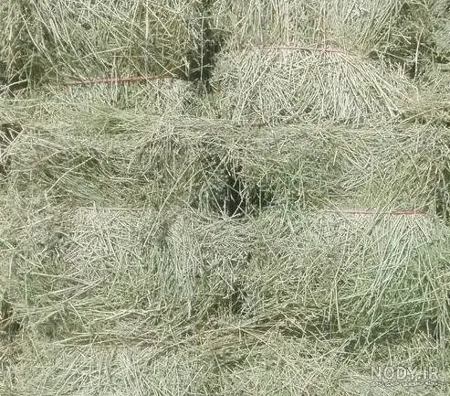 پرس یونجه|خدمات باغبانی و درختکاری|مشهد, کوی پلیس|دیوار