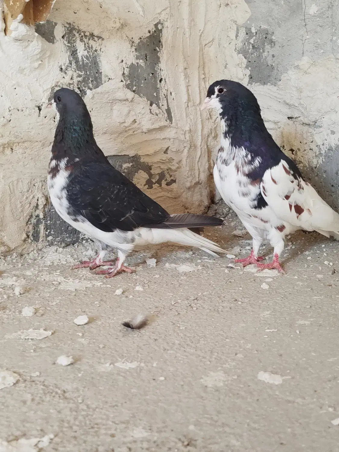 کفتر شهری|پرنده|شیراز, تل حسین‌آباد|دیوار