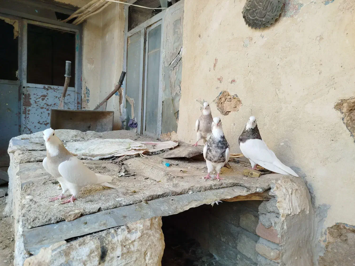 کبوتر طوقی|پرنده|هرسین, |دیوار