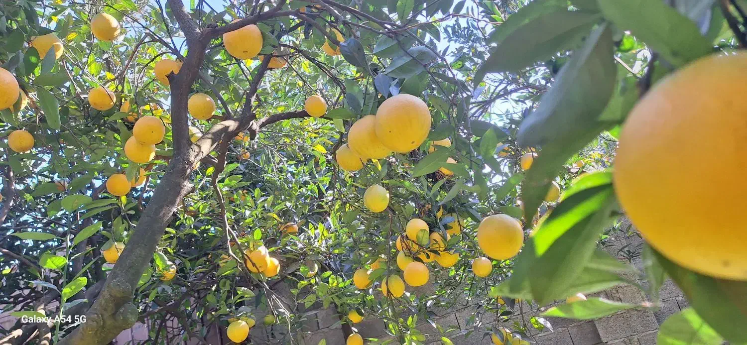 پرتقال تامسون فروشی|خوردنی و آشامیدنی|هچیرود, |دیوار