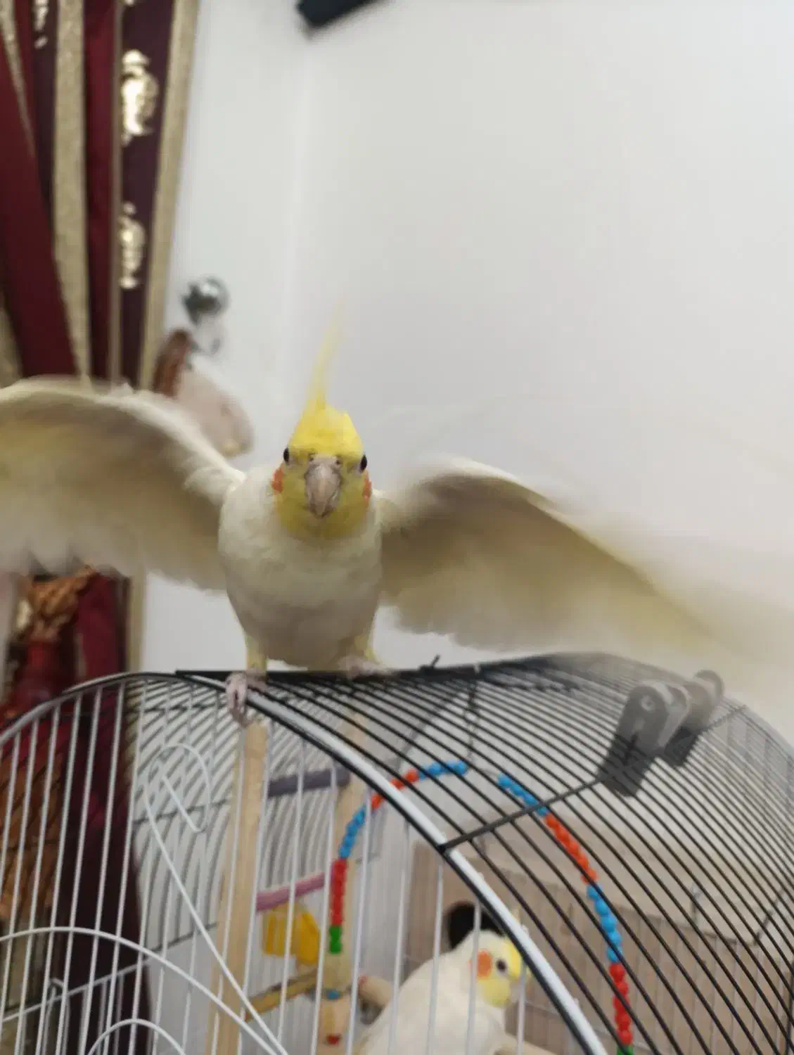 عروس هلندی|پرنده|مشگین شهر, |دیوار