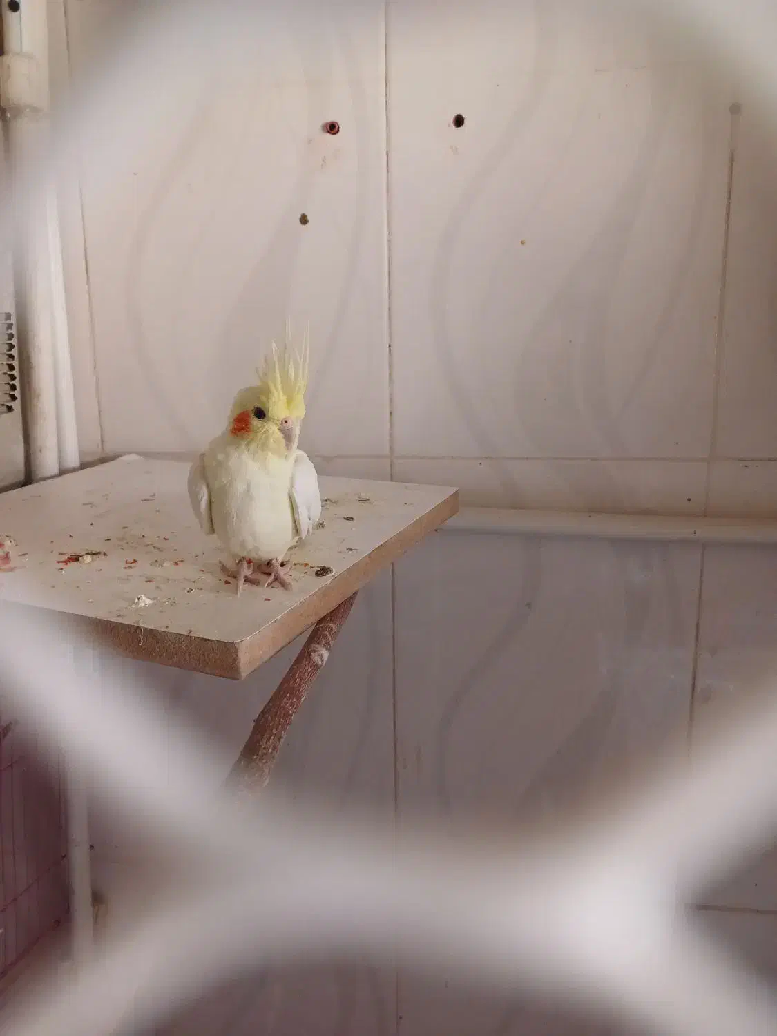 عروس هلندی|پرنده|سیرجان, |دیوار