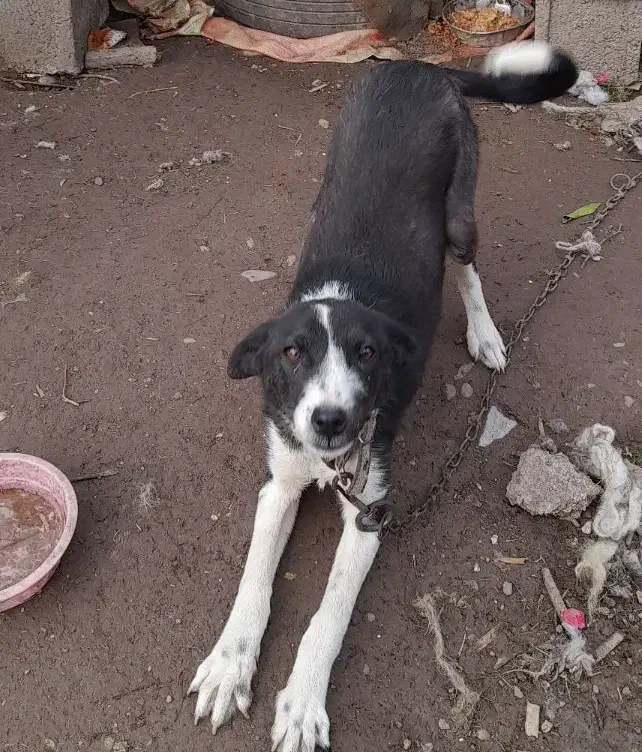 سگ رایگان|سگ|کوچصفهان, |دیوار