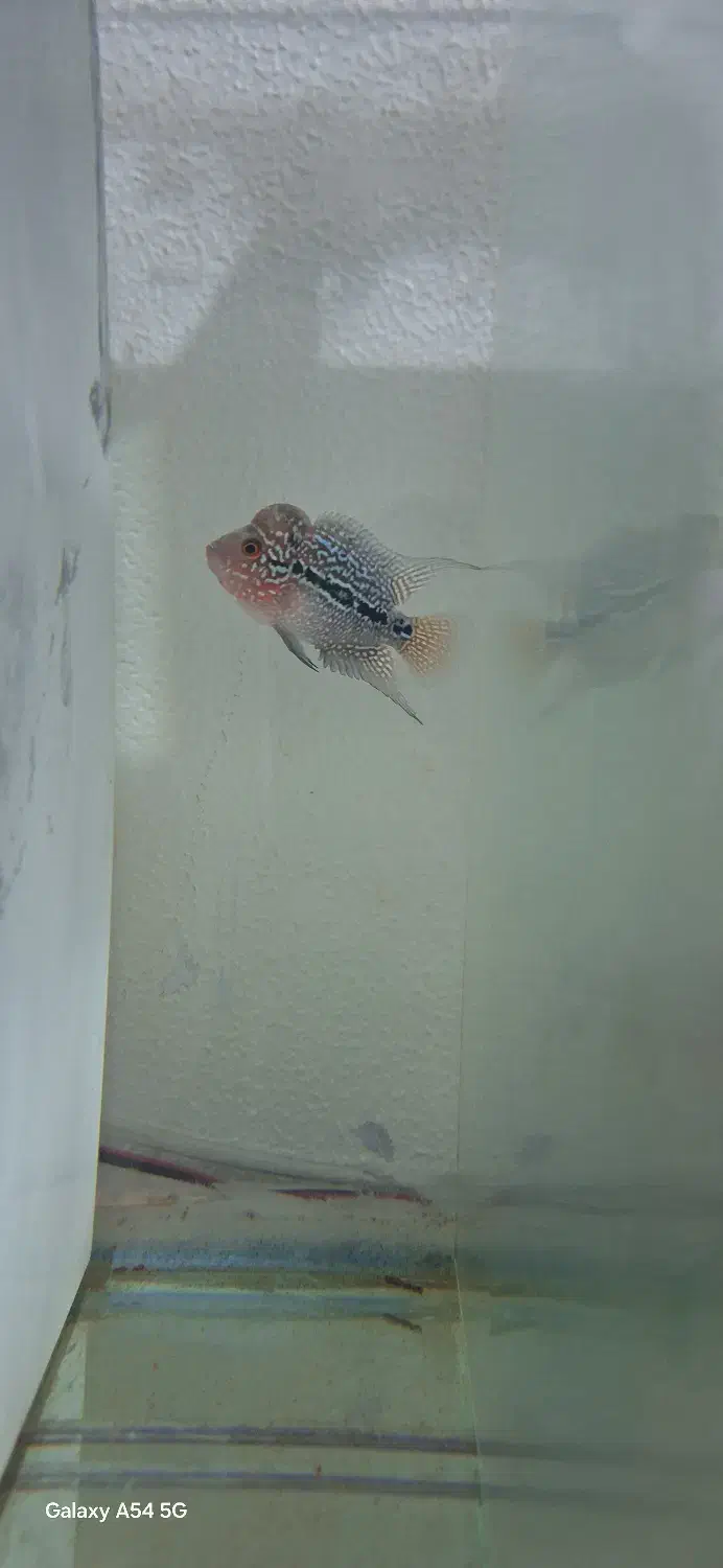 ماهی فلاور سوپر رد دراگون بیگ هد|ماهی|تبریز, |دیوار