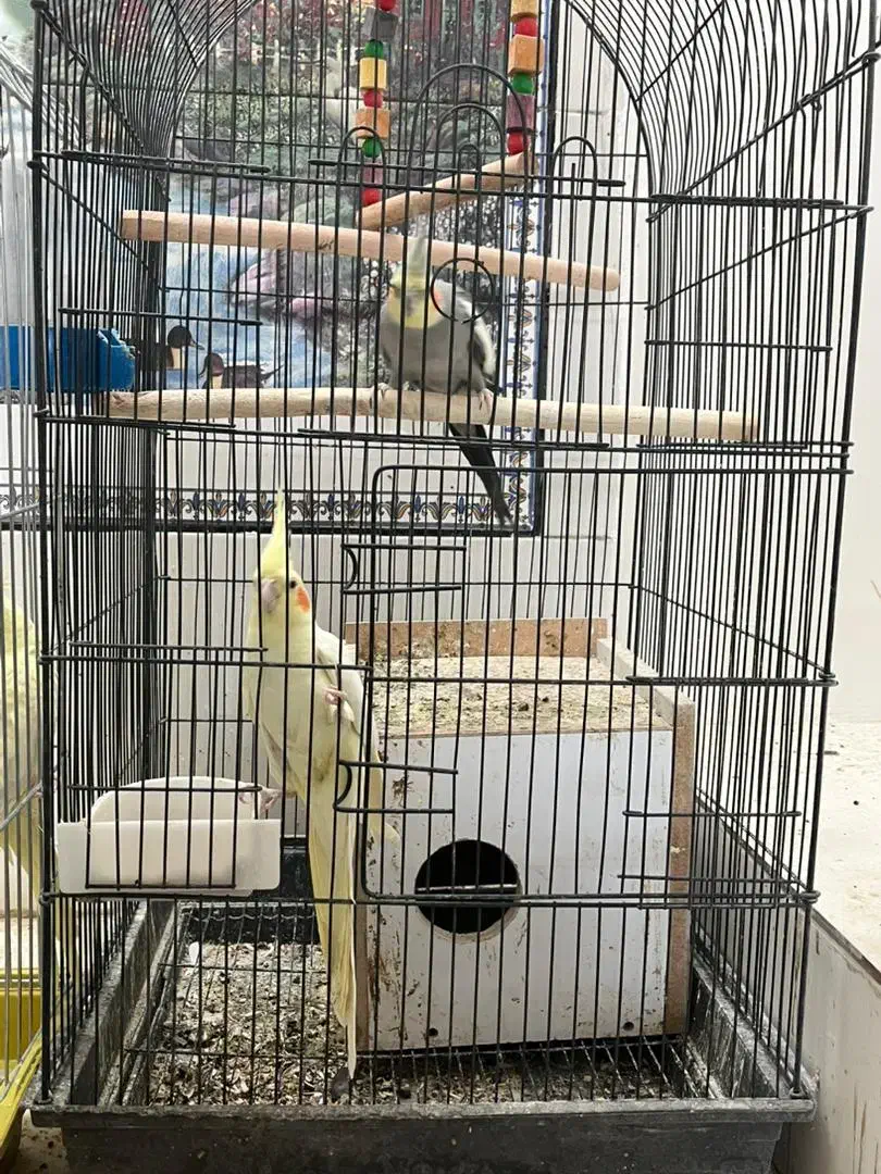 عروس هلندی|پرنده|داراب, |دیوار