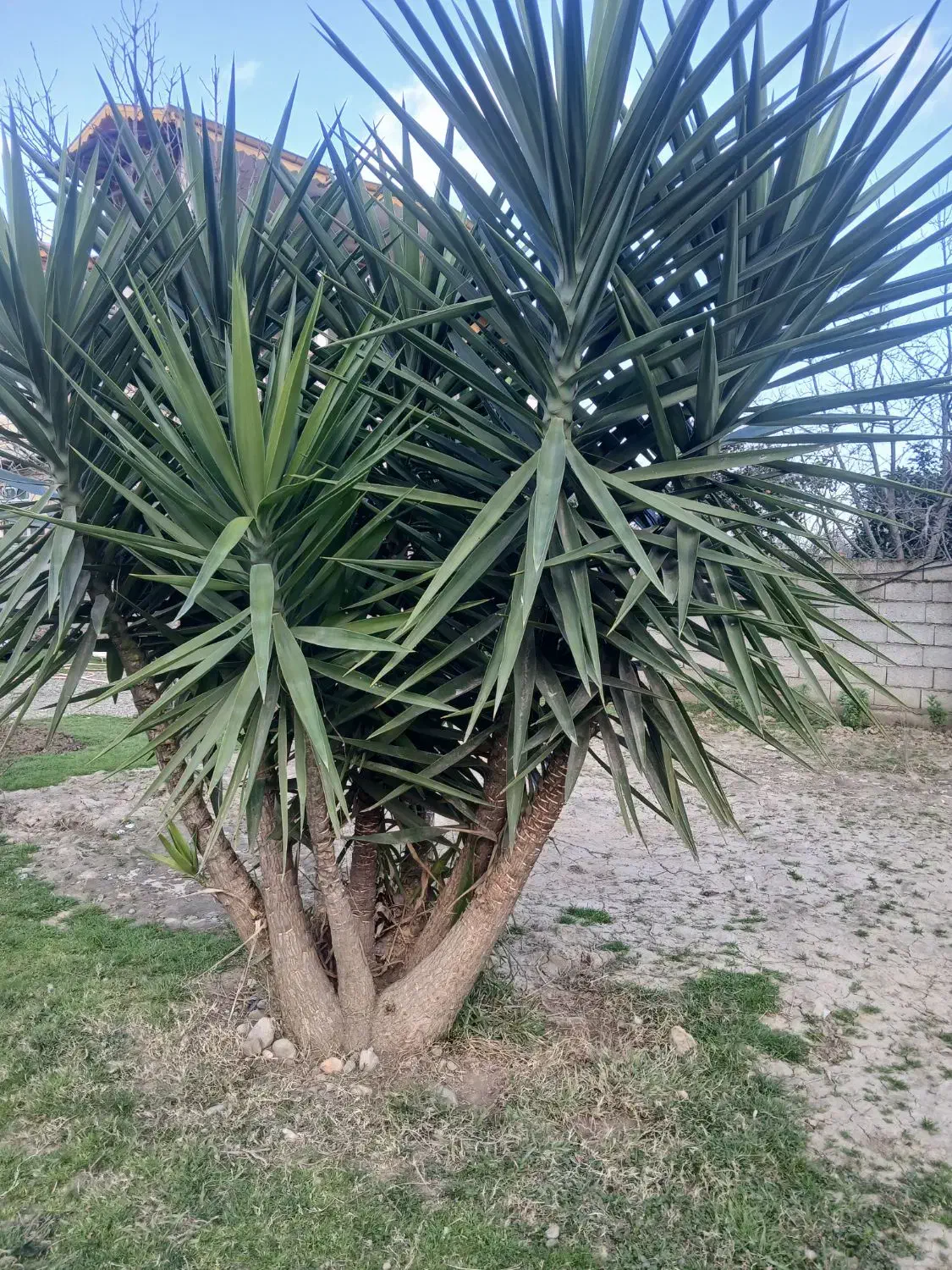 گل یوگا|گل و گیاه طبیعی|تالش, هشتپر|دیوار