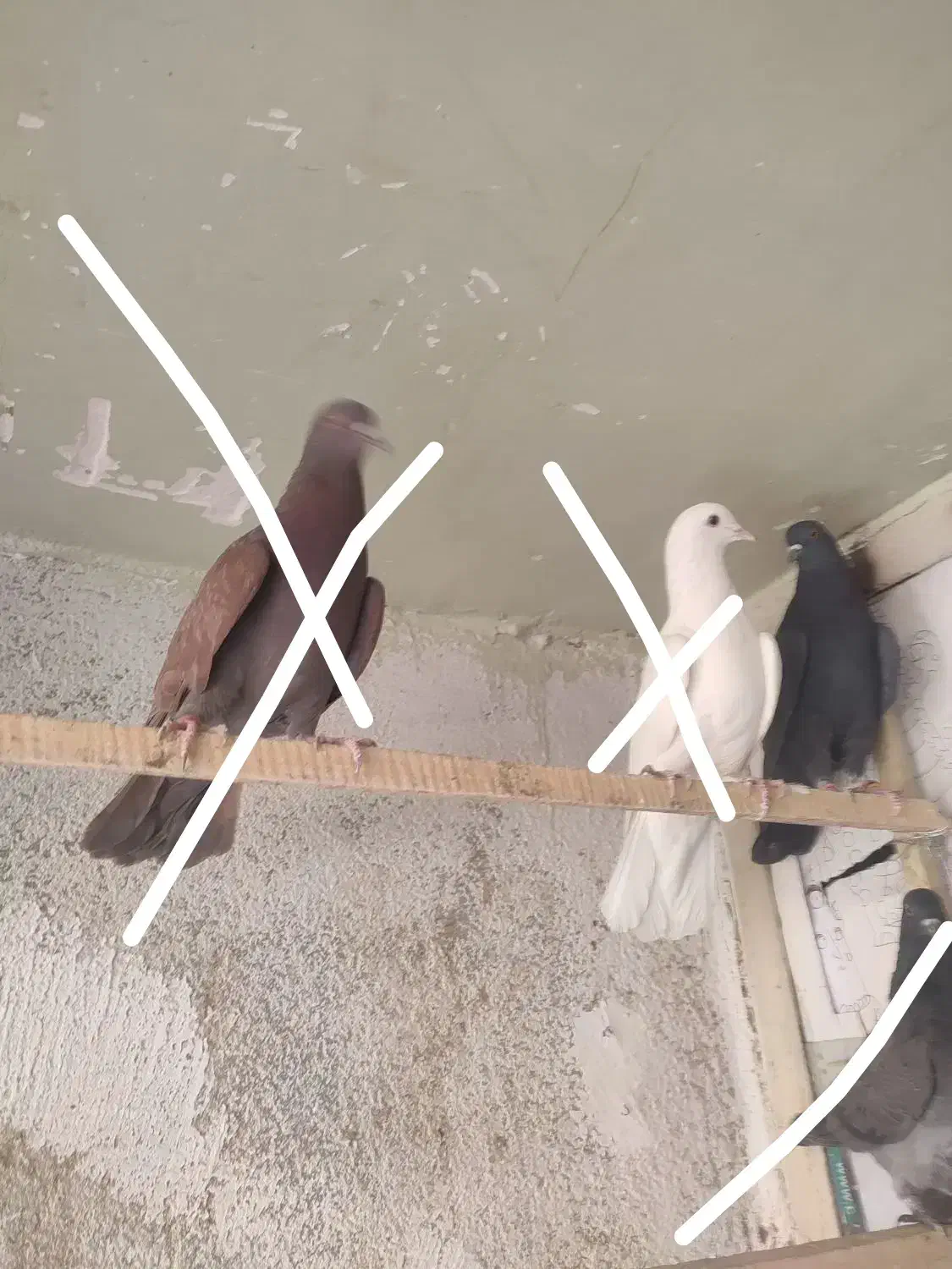 کبوتر پرشی|پرنده|فردیس, شهرک ناز|دیوار