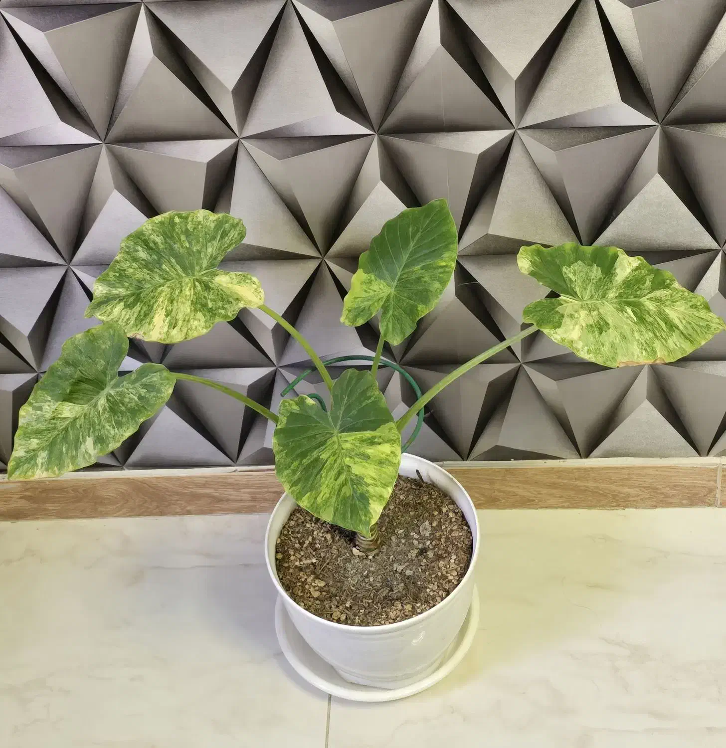 گیاهان آپارتمانی و کلکسیونی|گل و گیاه طبیعی|مشکیندشت, |دیوار