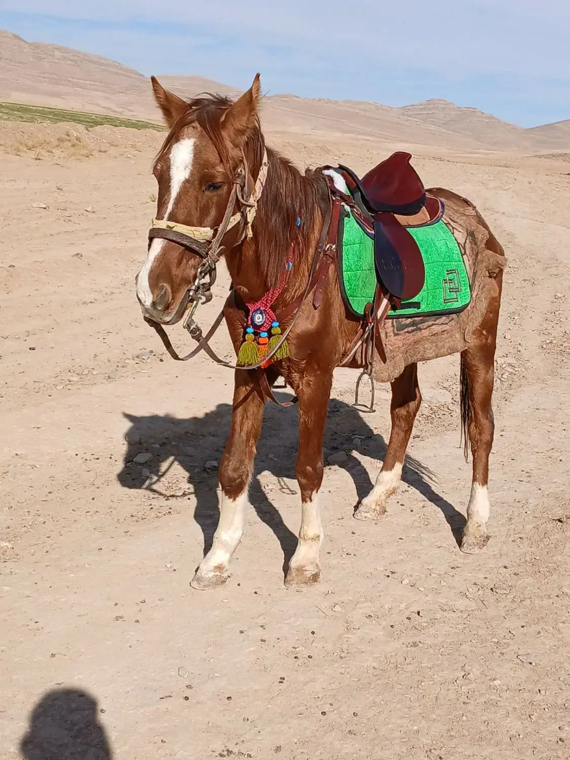 مادیون خود یورقه|اسب و تجهیزات اسبسواری|قوچان, |دیوار