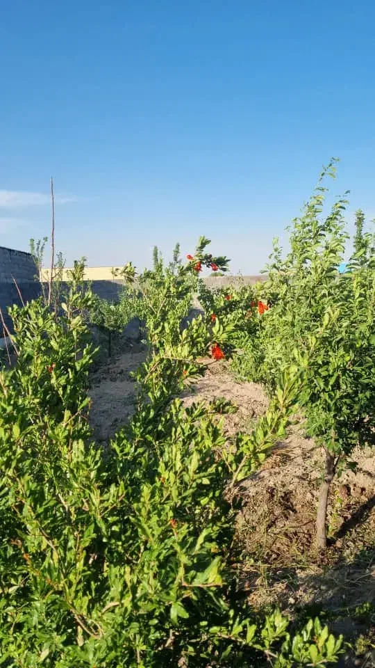 باغ ،باغچه (انجم اباد)|فروش زمین و ملک کلنگی|رباط‌کریم, انجم آباد|دیوار