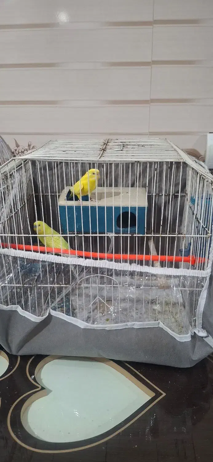 مرغ عشق|پرنده|اردبیل, |دیوار