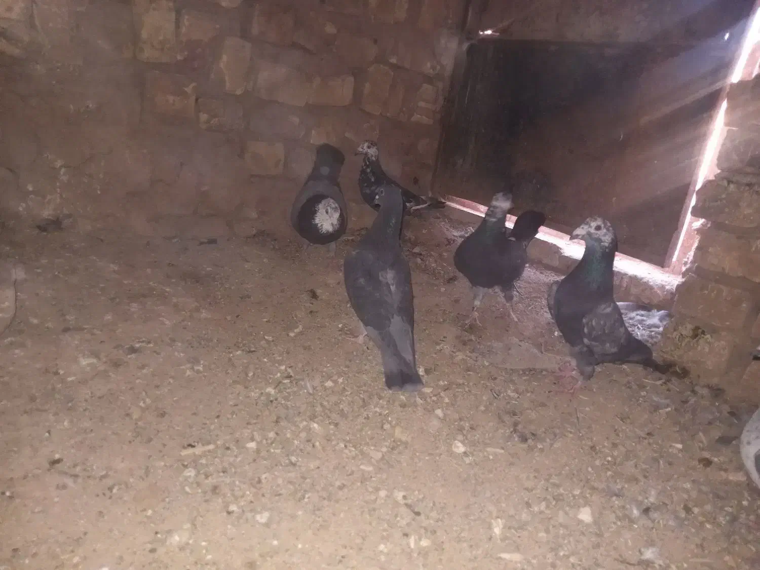 کفتر المانی|پرنده|سده (خراسان جنوبی), |دیوار