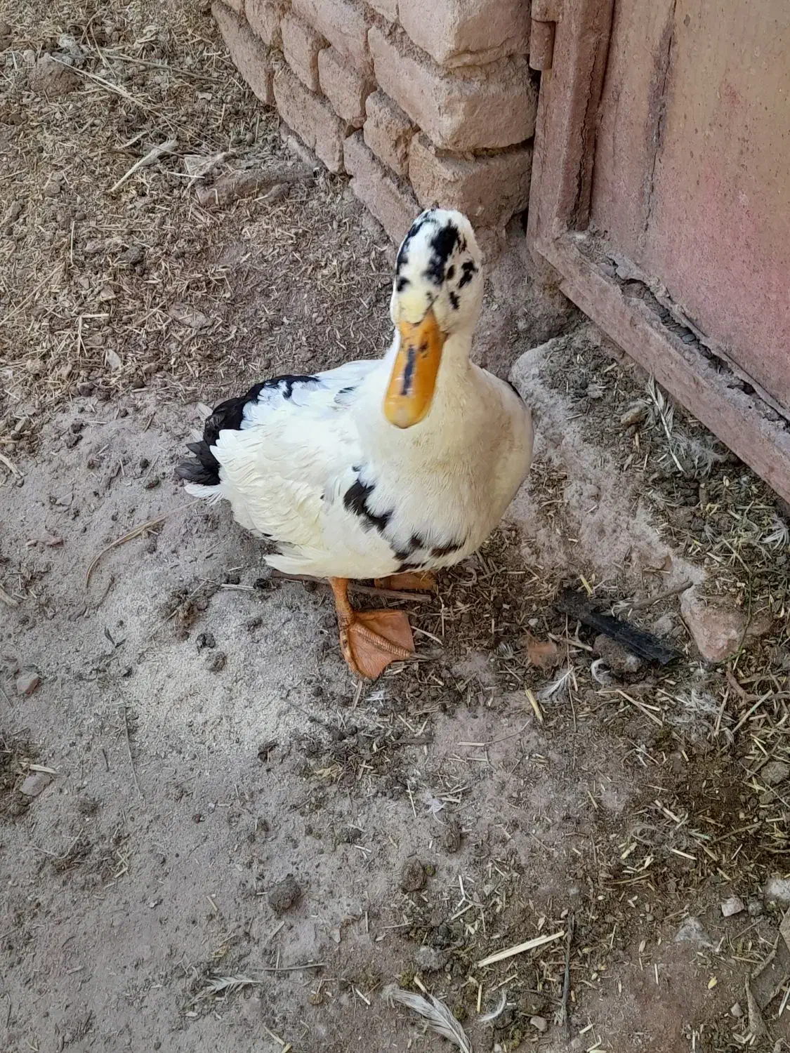 اردک|حیوانات مزرعه|محلات, |دیوار