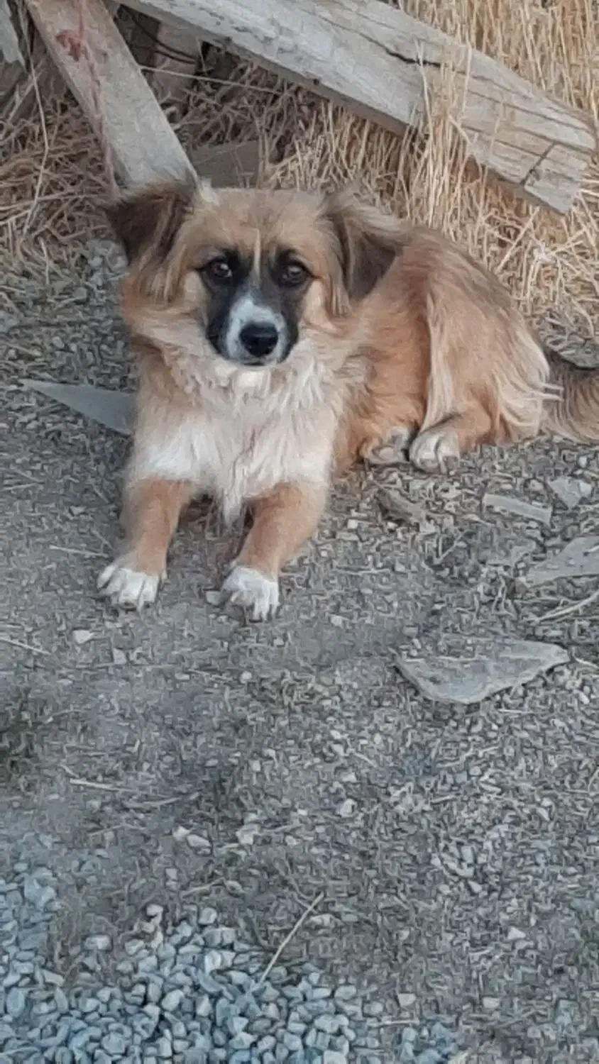 سگ پاکوتا خانگی|سگ|سنندج, |دیوار