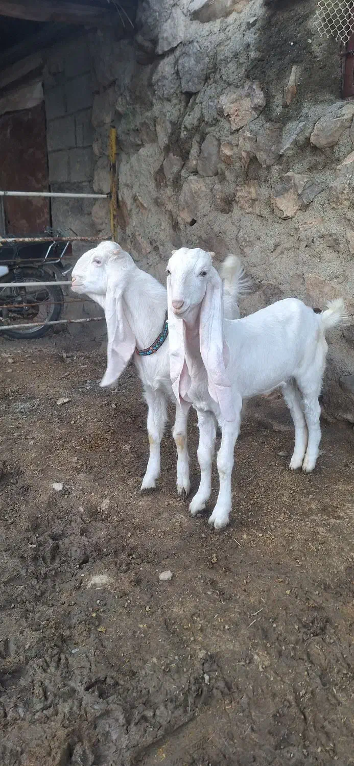 بزگلابی|حیوانات مزرعه|کرمانشاه, |دیوار