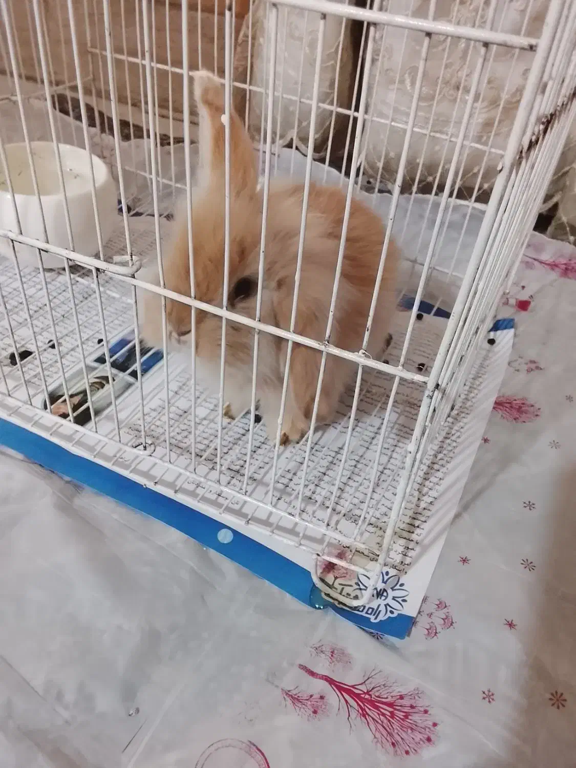 خرگوش لوپی|موش و خرگوش|مشهد, رسالت|دیوار