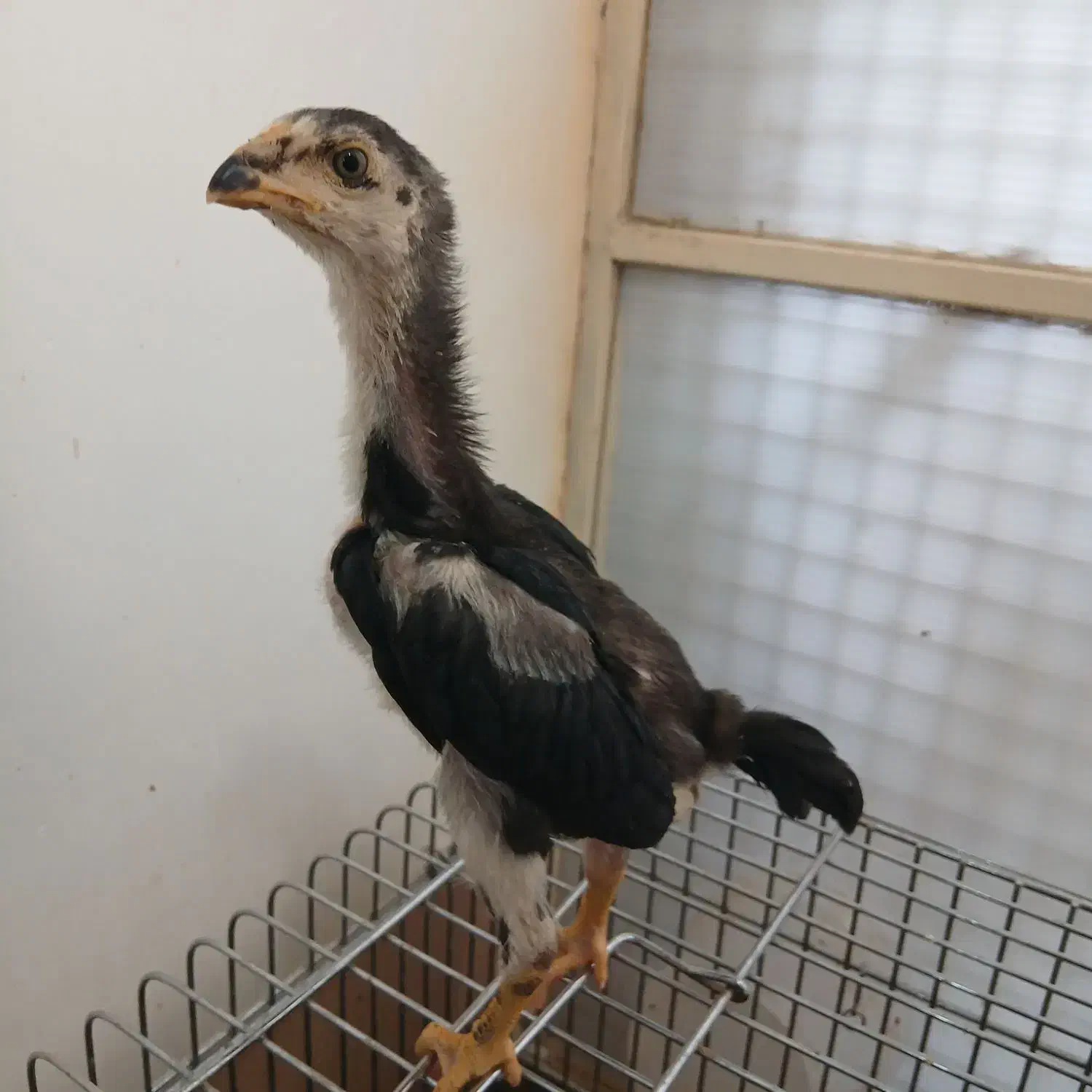 خروس اوشامو لاری|حیوانات مزرعه|راور, |دیوار