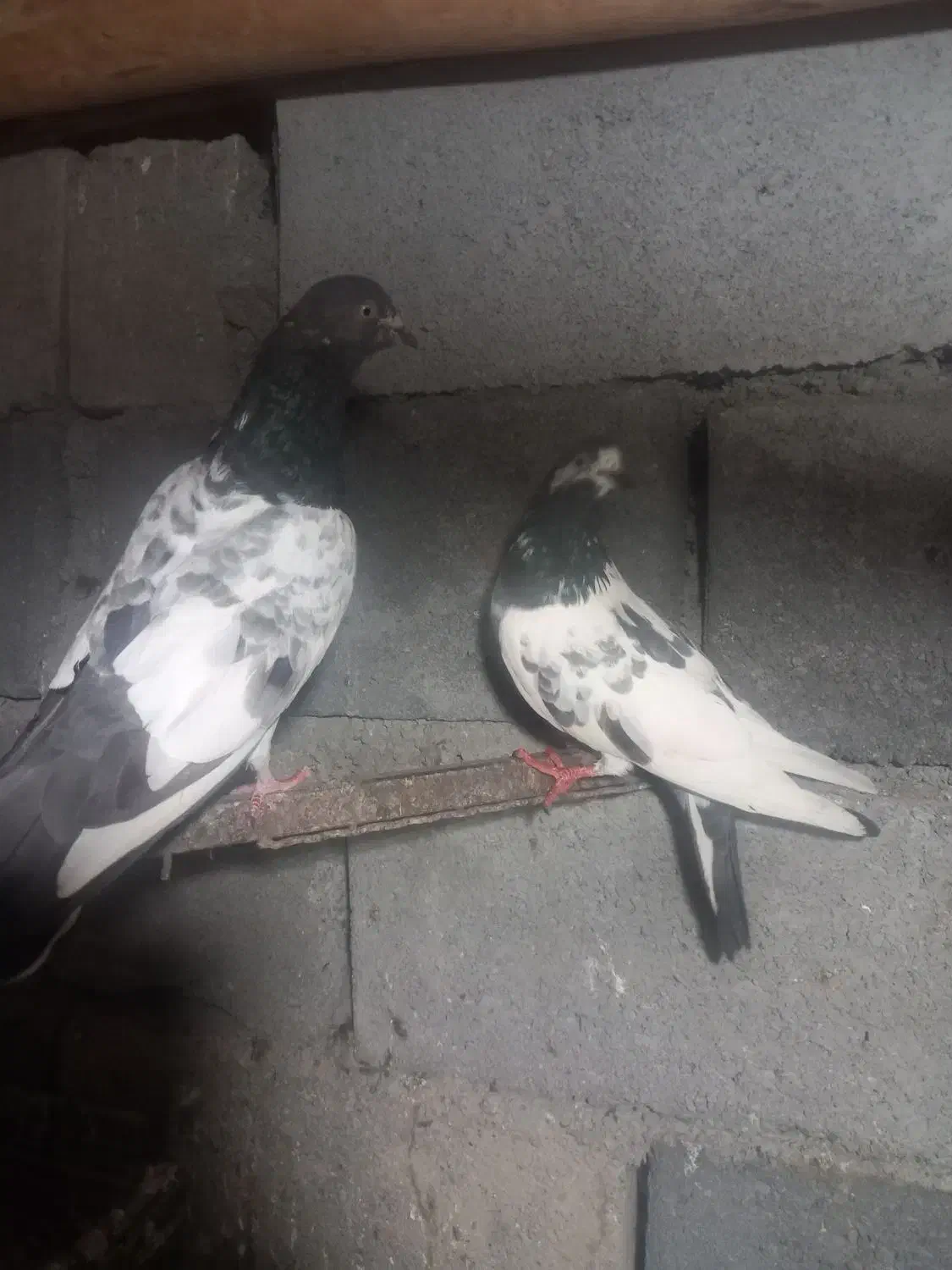 کفتر پرشی پاکستانی|پرنده|بندرعباس, |دیوار