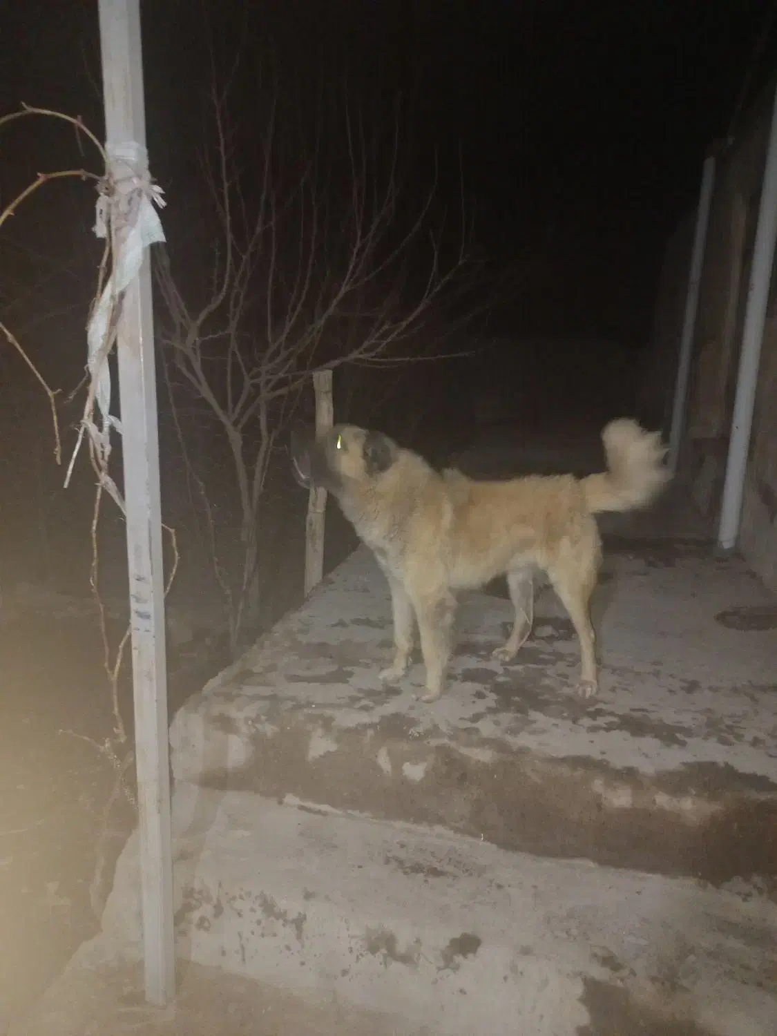 ازنژاد لوک|سگ|مشگین شهر, |دیوار