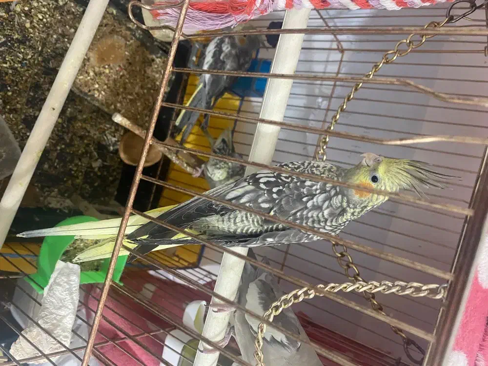 عروس هلندی (نر)|پرنده|ری, علایین|دیوار