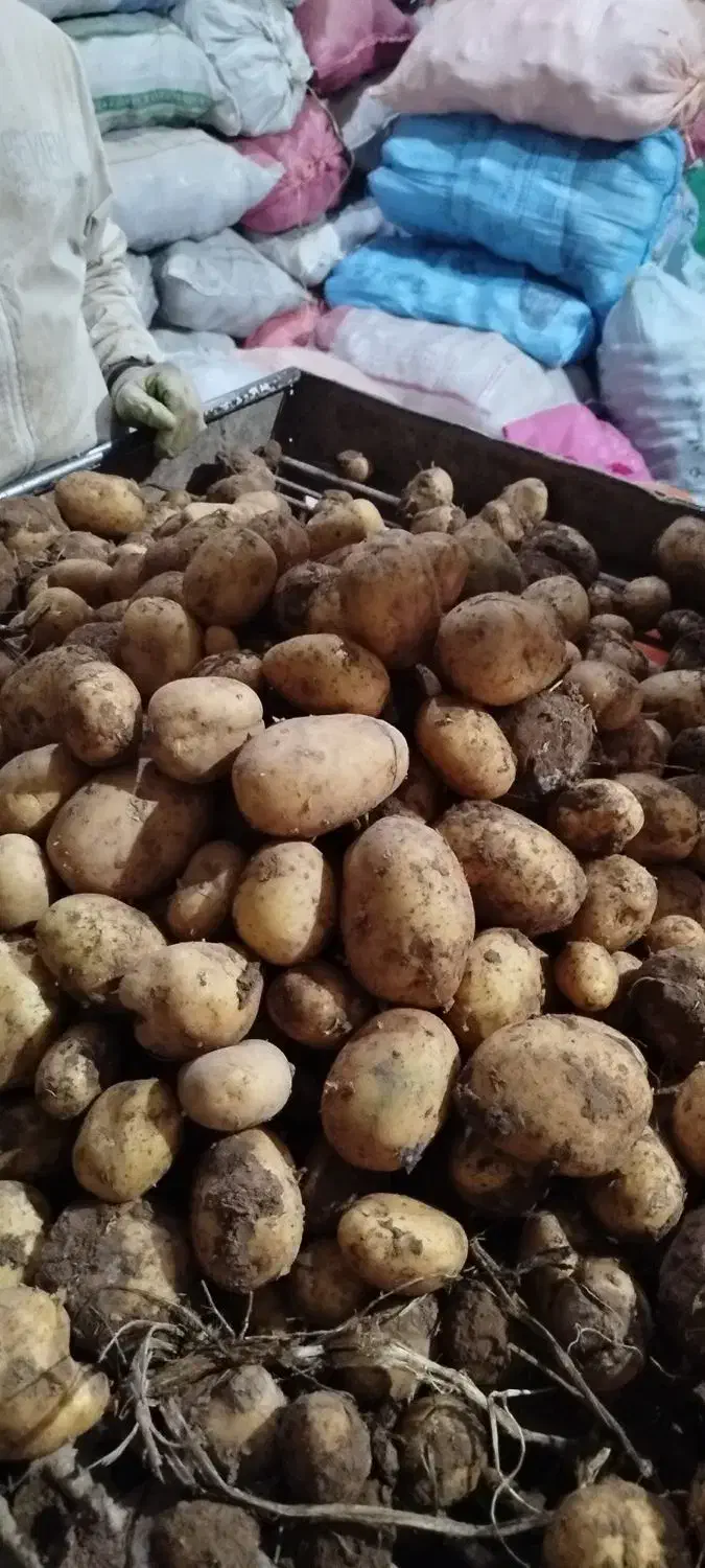 سیب زمینی|حراج|رشت, خمیران زاهدان|دیوار