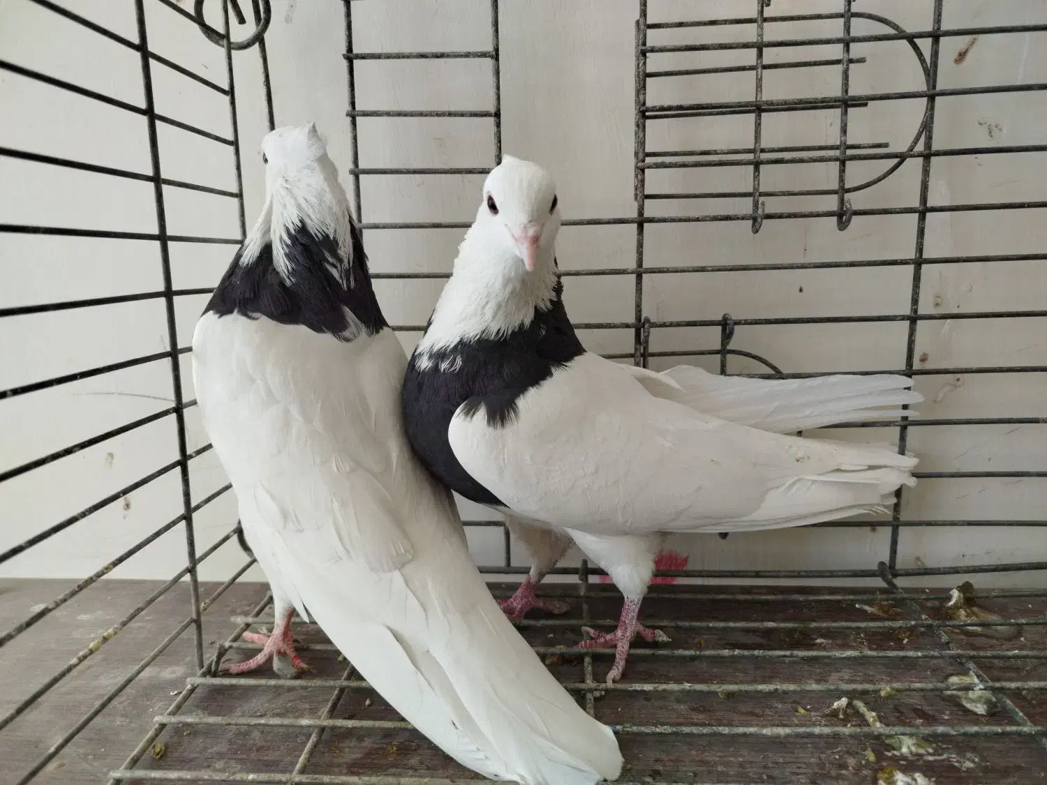 طوقی پرشی میل بازیکن معاوضه با دمگیر|پرنده|اصفهان, براآن شمالی|دیوار