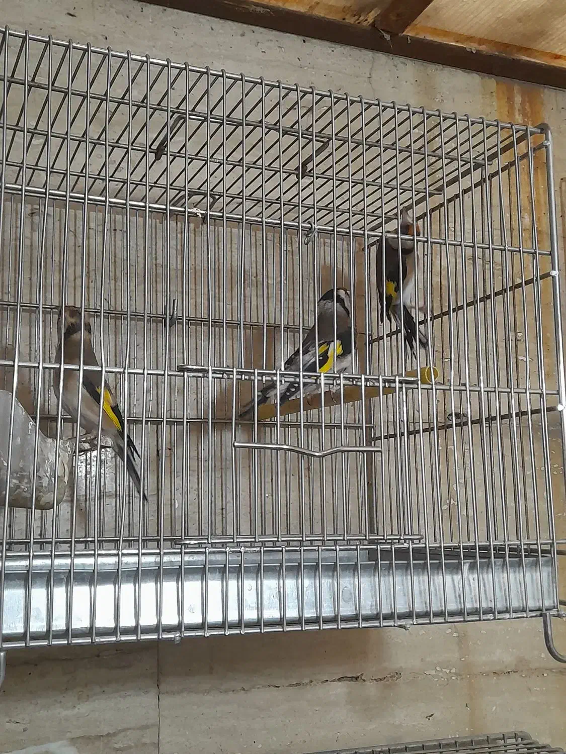 سهره و سهره سبز و گل بسر|پرنده|پردیس, فاز ۴|دیوار