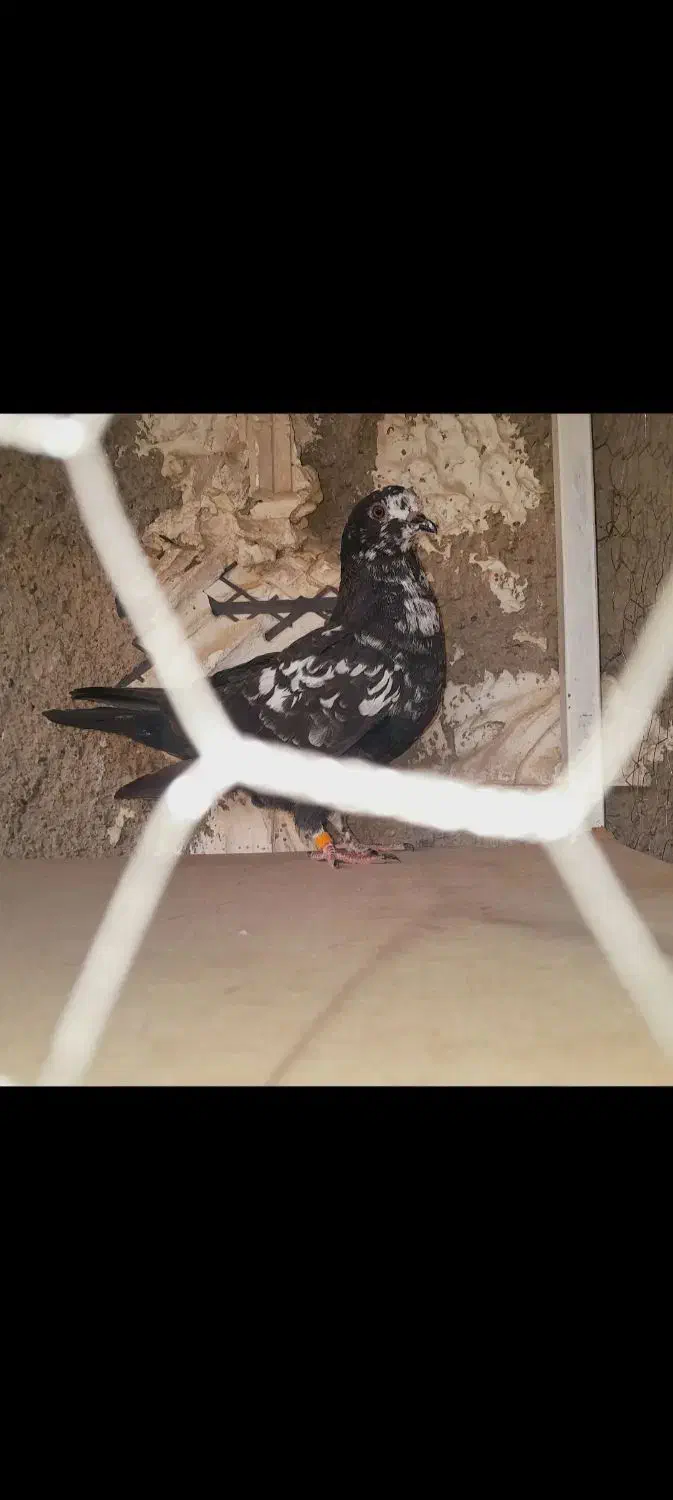 حراج ۱۳ تا کفتر خوب و بد زیر قیمت|حراج|قرچک, ولی آباد|دیوار