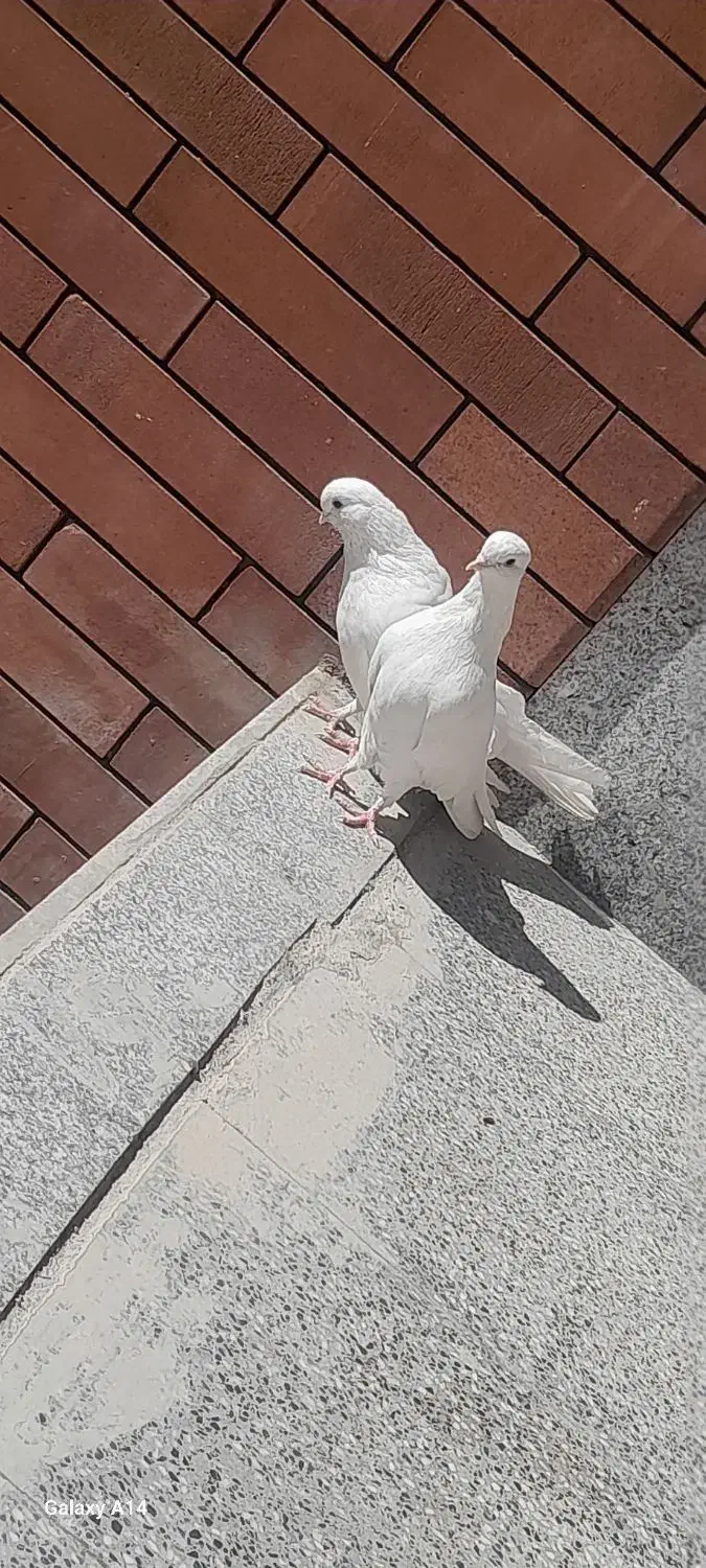 کبوتر تضینی|پرنده|بافت, |دیوار