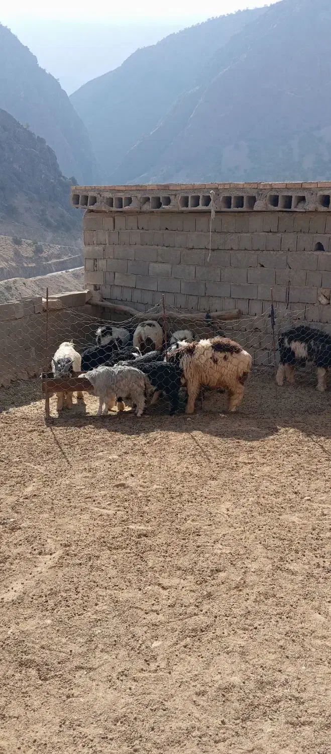 کهره و بره|حیوانات مزرعه|منج, |دیوار