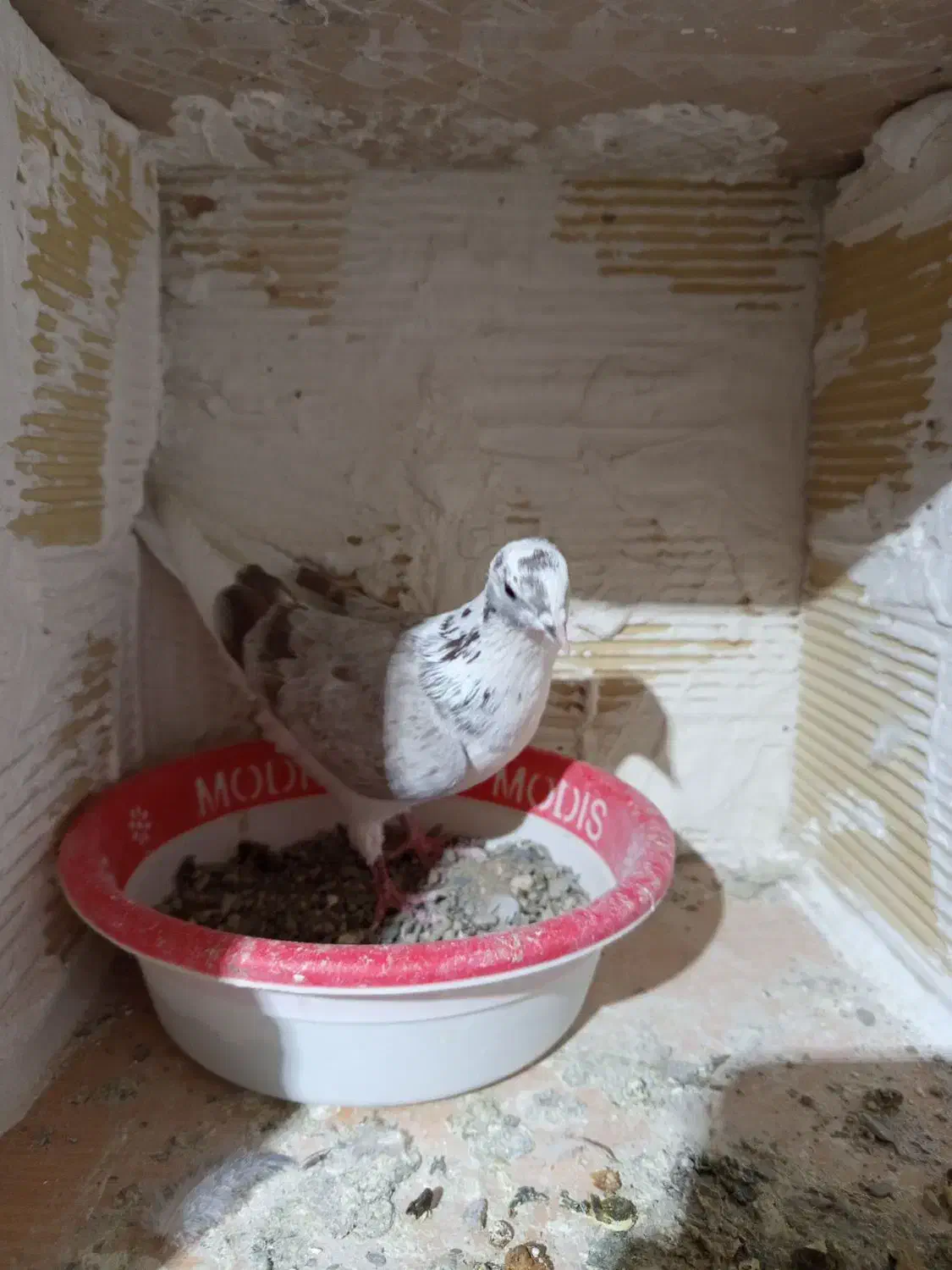 کبوتر|پرنده|سردرود, |دیوار