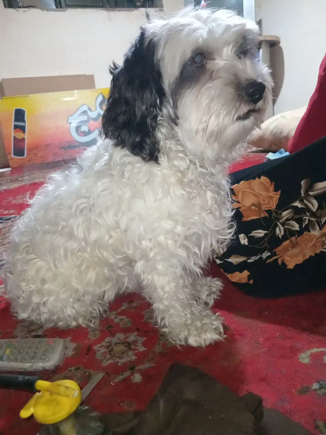 سگ شیتزو|سگ|کرمان, |دیوار