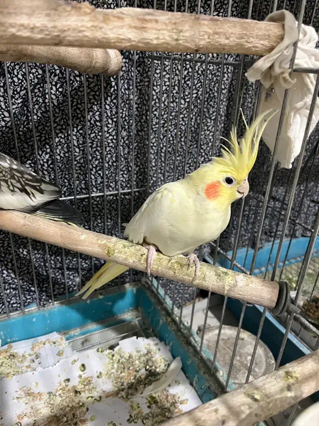 عروس هلندی|پرنده|تهران, حشمتیه|دیوار