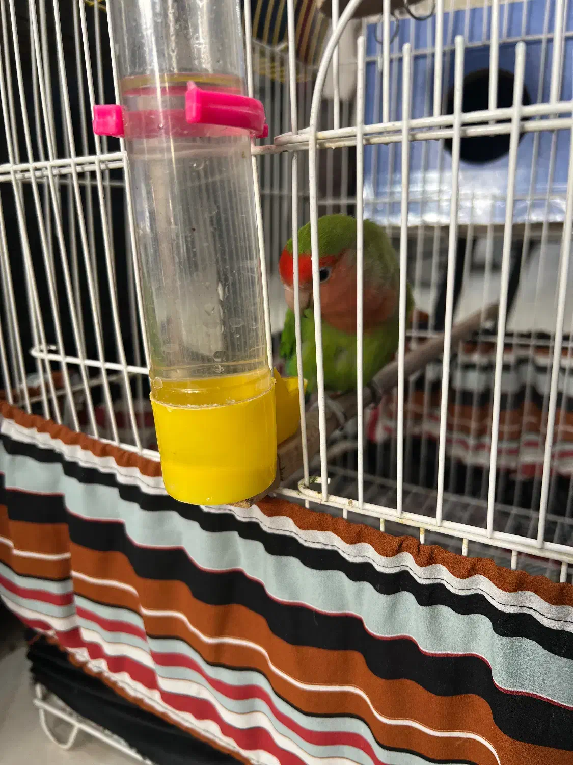 یک جفت طوطی برزیلی نرو ماده تخم گذاربا تمام وسایل|پرنده|میانه, |دیوار