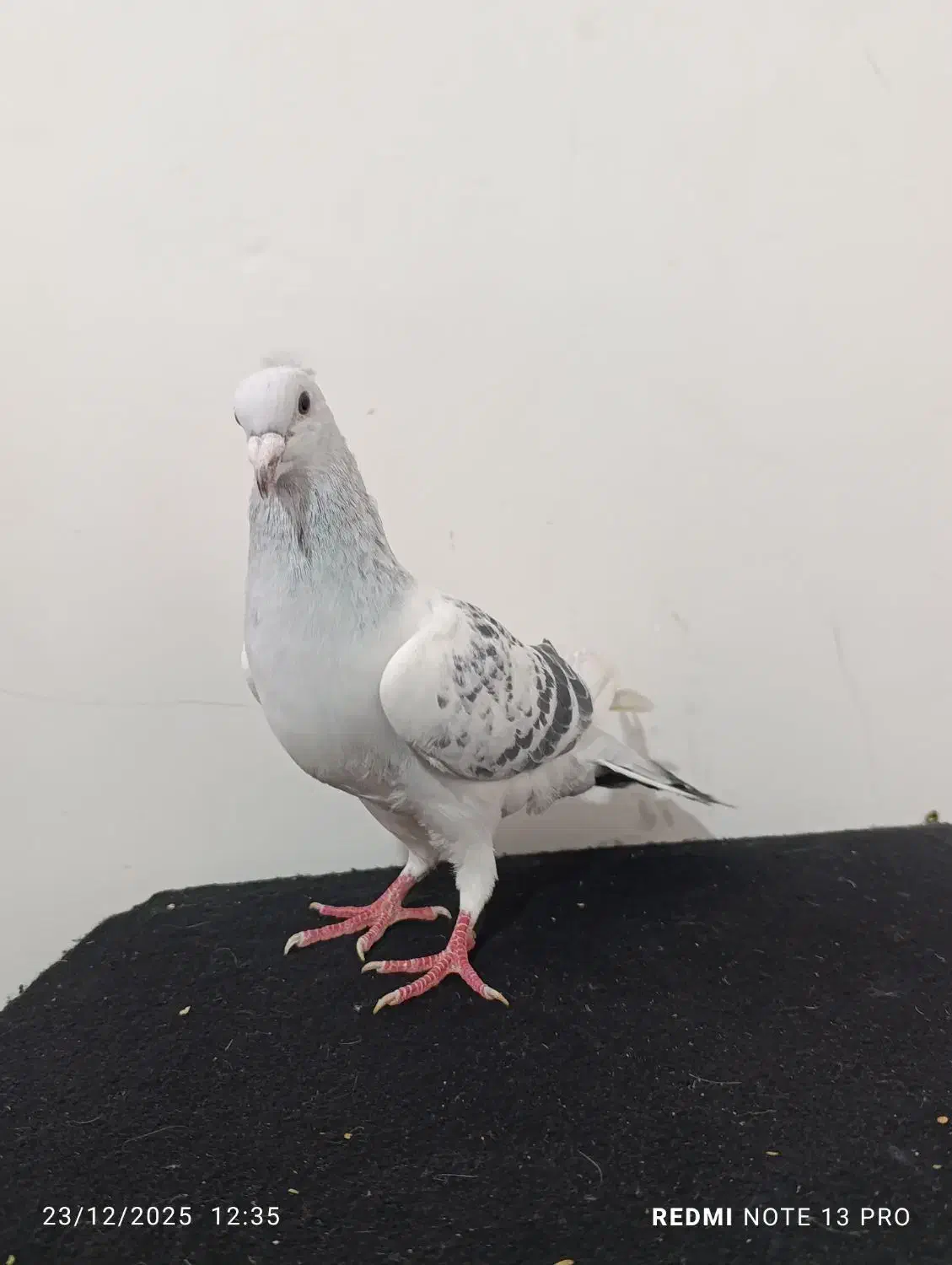 مینا شامی|پرنده|تربت‌حیدریه, حسنی بالا|دیوار