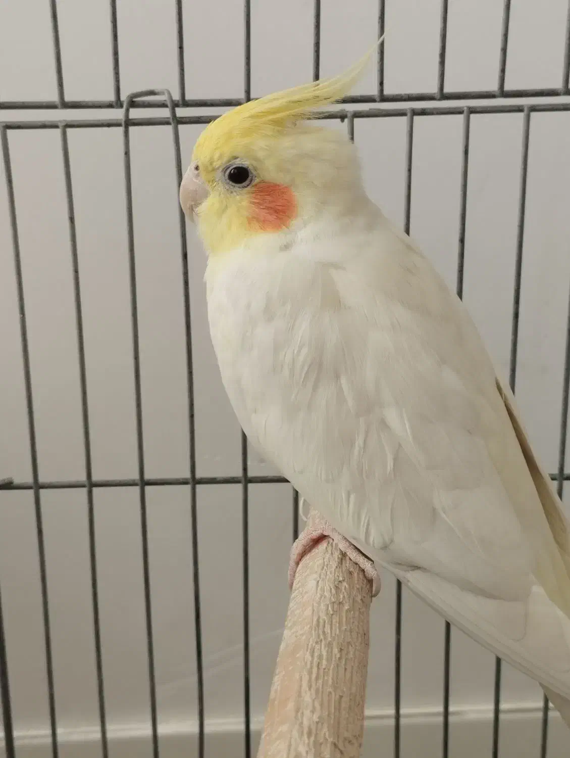 عروس هلندی|پرنده|پاکدشت, حصار امیر|دیوار