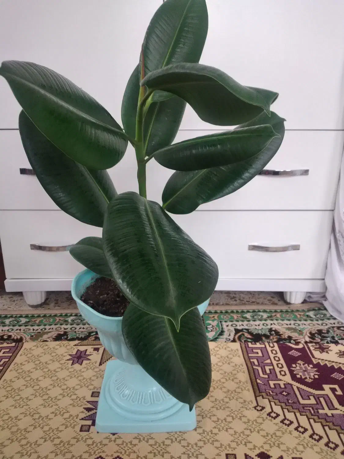 گل طبیعی|گل و گیاه طبیعی|آستارا, |دیوار